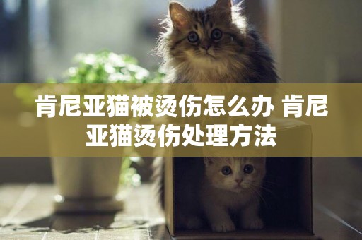 肯尼亞貓被燙傷怎么辦 肯尼亞貓燙傷處理方法