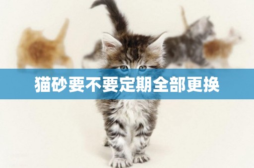 貓砂要不要定期全部更換