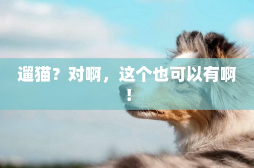 遛貓？對啊，這個也可以有啊！