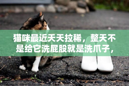 貓咪最近天天拉稀，整天不是給它洗屁股就是洗爪子，生病了嗎