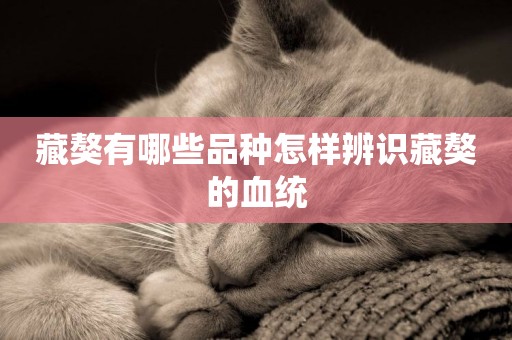 藏獒有哪些品種怎樣辨識藏獒的血統
