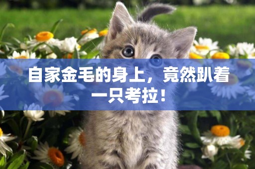 自家金毛的身上，竟然趴著一只考拉！