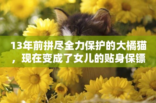 13年前拼盡全力保護的大橘貓，現在變成了女兒的貼身保鏢