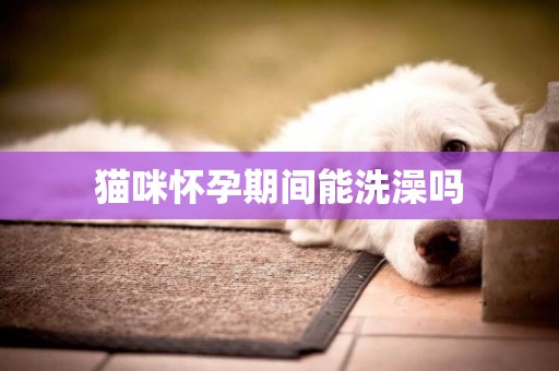 貓咪懷孕期間能洗澡嗎