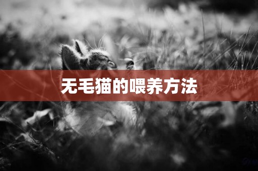 無毛貓的喂養方法