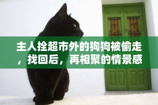 主人拴超市外的狗狗被偷走，找回后，再相聚的情景感人