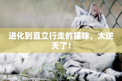 進化到直立行走的貓咪，太逆天了！