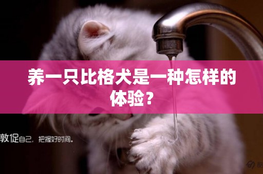養一只比格犬是一種怎樣的體驗？