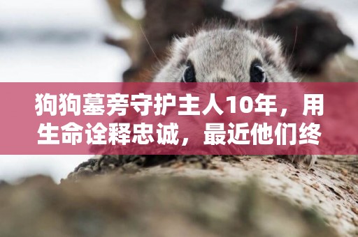 狗狗墓旁守護主人10年，用生命詮釋忠誠，最近他們終于團聚了