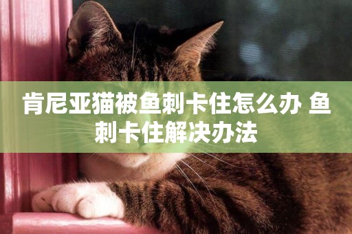 肯尼亞貓被魚刺卡住怎么辦 魚刺卡住解決辦法