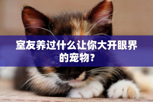 室友養過什么讓你大開眼界的寵物？