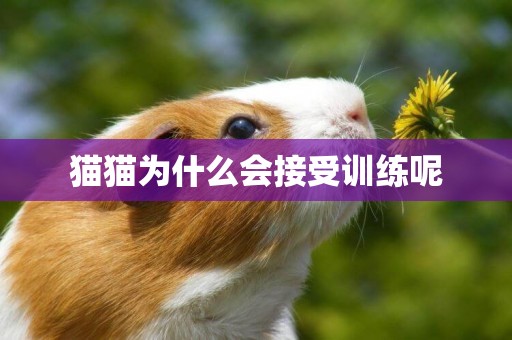 貓貓為什么會接受訓練呢