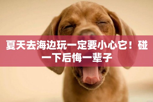 夏天去海邊玩一定要小心它！碰一下后悔一輩子