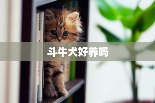 斗牛犬好養嗎