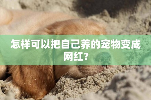 怎樣可以把自己養的寵物變成網紅？