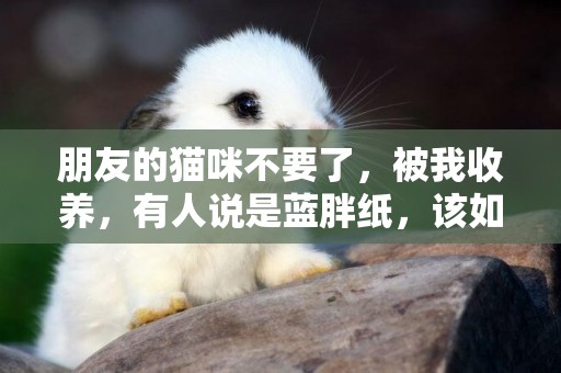 朋友的貓咪不要了，被我收養，有人說是藍胖紙，該如何分辨