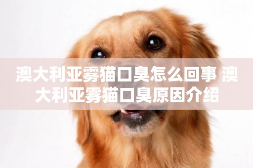 澳大利亞霧貓口臭怎么回事 澳大利亞霧貓口臭原因介紹