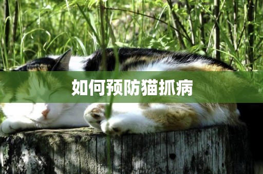 如何預防貓抓病