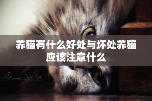 養貓有什么好處與壞處養貓應該注意什么