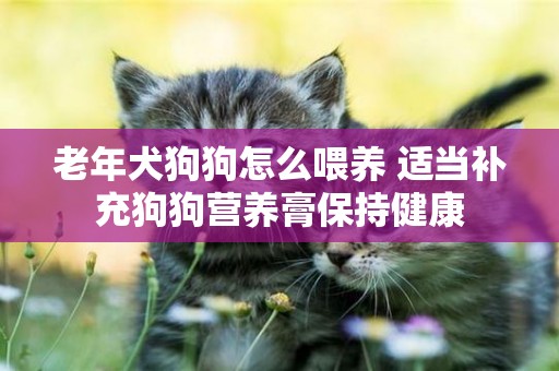 老年犬狗狗怎么喂養 適當補充狗狗營養膏保持健康