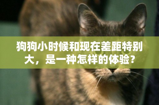 狗狗小時候和現在差距特別大，是一種怎樣的體驗？