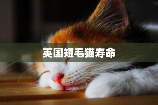 英國短毛貓壽命
