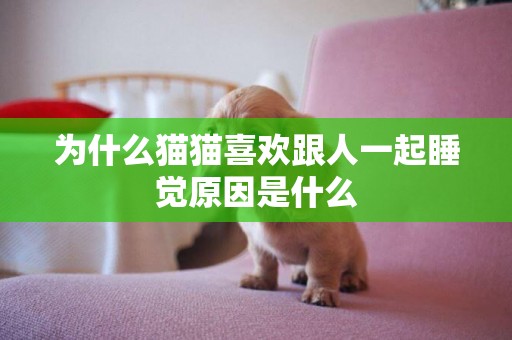 為什么貓貓喜歡跟人一起睡覺原因是什么