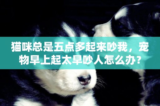 貓咪總是五點多起來吵我，寵物早上起太早吵人怎么辦？