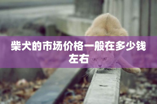 柴犬的市場價格一般在多少錢左右