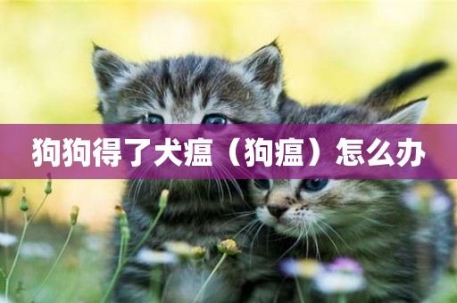 狗狗得了犬瘟（狗瘟）怎么辦