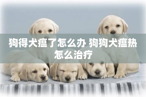 狗得犬瘟了怎么辦 狗狗犬瘟熱怎么治療