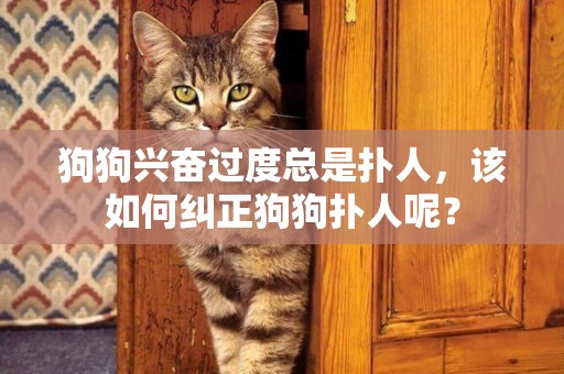 狗狗興奮過度總是撲人，該如何糾正狗狗撲人呢？