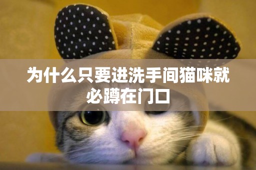 為什么只要進洗手間貓咪就必蹲在門口