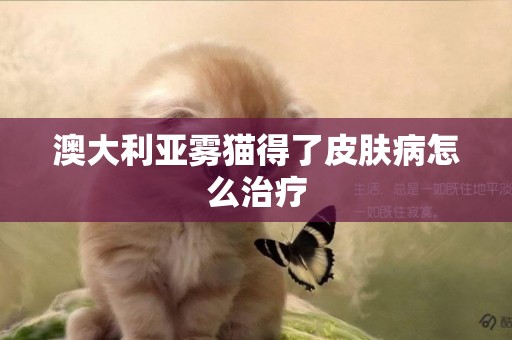澳大利亞霧貓得了皮膚病怎么治療