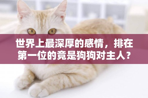 世界上最深厚的感情，排在第一位的竟是狗狗對主人？