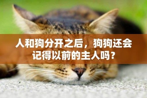 人和狗分開之后，狗狗還會記得以前的主人嗎？