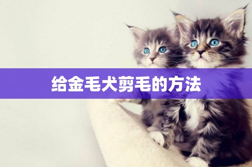 給金毛犬剪毛的方法