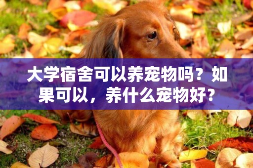 大學宿舍可以養寵物嗎？如果可以，養什么寵物好？
