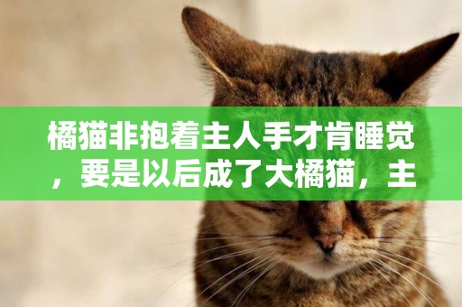 橘貓非抱著主人手才肯睡覺，要是以后成了大橘貓，主人手臂會被壓