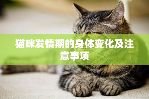 貓咪發情期的身體變化及注意事項