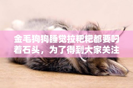 金毛狗狗睡覺拉粑粑都要叼著石頭，為了得到大家關注不擇手段