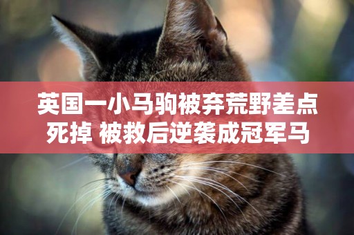 英國一小馬駒被棄荒野差點死掉 被救后逆襲成冠軍馬