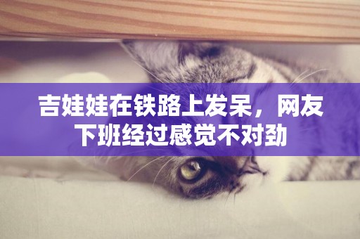 吉娃娃在鐵路上發呆，網友下班經過感覺不對勁