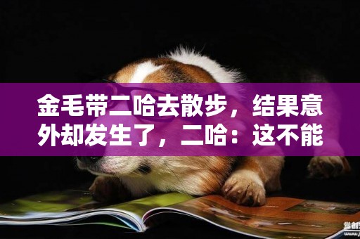 金毛帶二哈去散步，結果意外卻發生了，二哈：這不能怪我