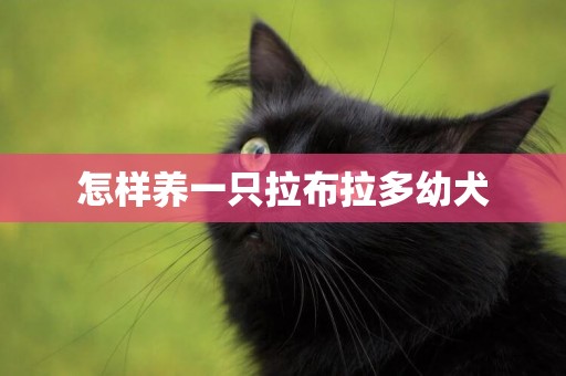 怎樣養一只拉布拉多幼犬