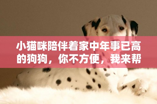 小貓咪陪伴著家中年事已高的狗狗，你不方便，我來幫你！