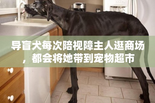 導盲犬每次陪視障主人逛商場，都會將她帶到寵物超市