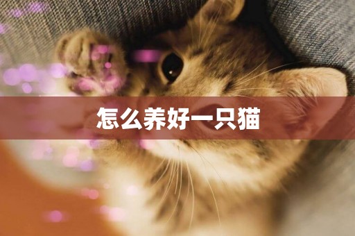怎么養好一只貓