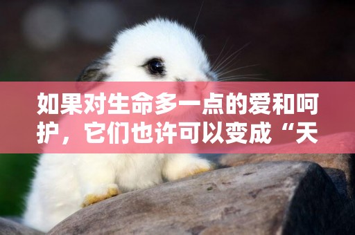 如果對生命多一點的愛和呵護，它們也許可以變成“天使”