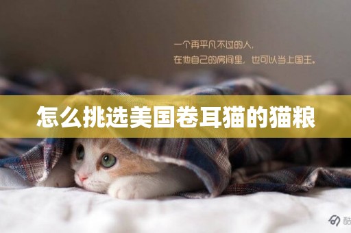 怎么挑選美國卷耳貓的貓糧